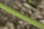 Cogongrass